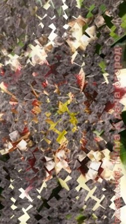 Глубина посадки луковиц Лилий. На какую глубину сажать лилии, как сажать лилии #огород#лилия#shorts