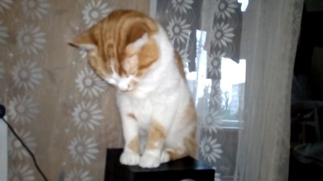 Proper nutrition in the Lukashenko system! 盧卡申科系統中適當的營養! Правильное питание по системе Лукашенко!