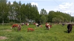 Наконец-то пастбище открыл. 17 мая 2925