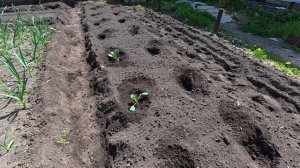 Просто жизнь. Огородный день