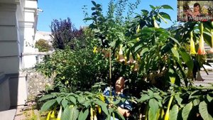 Обзор прививок.Арония на рябине обыкновенной.