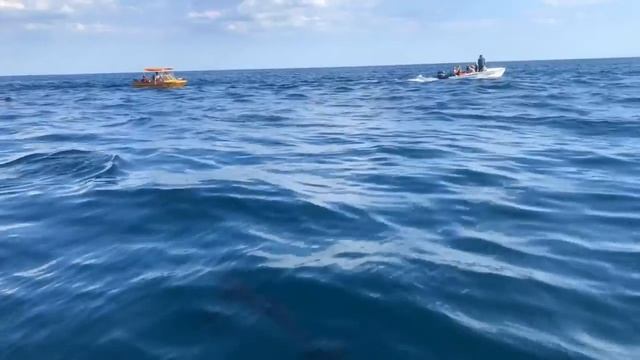 Новый свет. Crimea 2020 смотреть онлайн