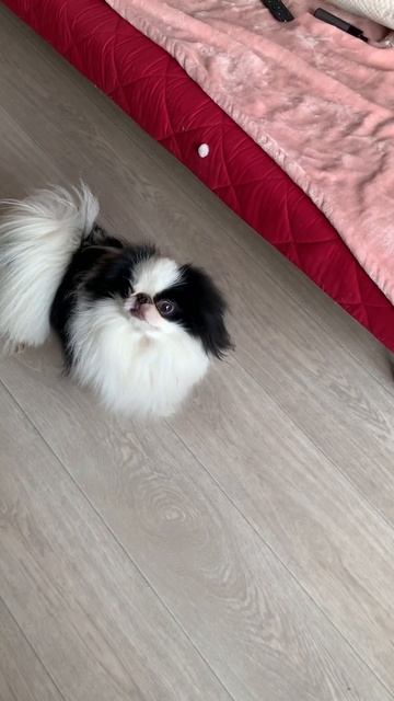 ЭТО ЧТО МНЕ ? #япошка #японскийхин #pets смотреть онлайн