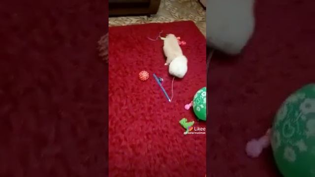 Шикарный кремовый мишка шпиц💥🥰🤗