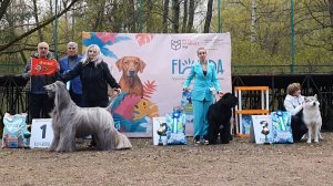 10.05.2025, СПб. "СПбГКСС" (РКФ, РФСС). Выставка собак всех пород "ДОГ ЭКСПО" (САС, ЧРКФ)