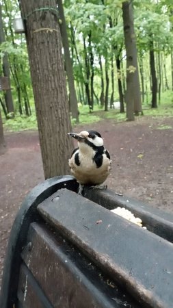 Прилетел дятел