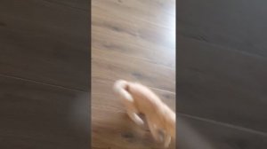 Кошка играется