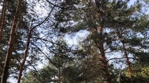 Подушка финансовой безопасности. Немного о финансовой грамотности