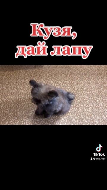 Шпиц Кузя #догтренинг дай лапу смотреть онлайн