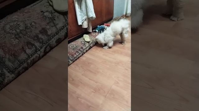 давай спать смотреть онлайн