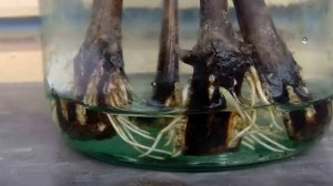 САМЫЙ ПРОСТОЙ СПОСОБ УКОРЕНИТЬ ЛЮБОЙ ЧЕРЕНОК 100%