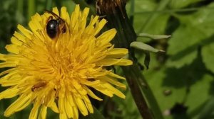 Майское пение птиц