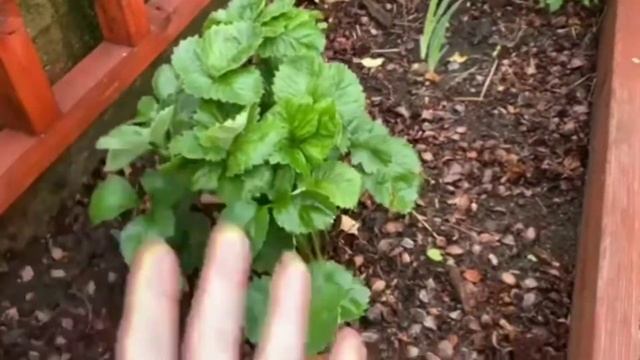 Разница между огороженной и приподнятой грядами смотреть онлайн