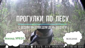 Прогулки по лесу. День за днем с дедом Многоведом. 16 мая 2025г. Эпизод 920.