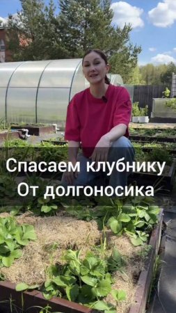 🍓Спасаем  клубнику от долгоносика
