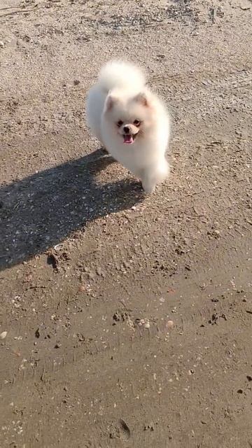 #шпиц. Всем доброе утро🥰прекрасного дня🤗 смотреть онлайн