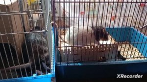 домашние крысы Маруся и Ксения Петровна 🐀😄🥰👍