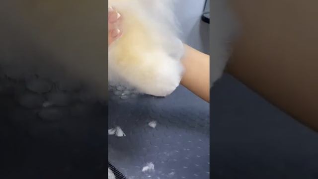 Обучающее видео / Стрижка и окантовка лапок шпица смотреть онлайн