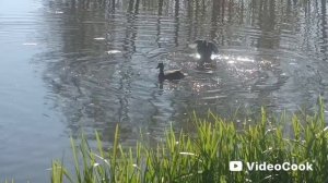 мама- утка защищает своё потомство