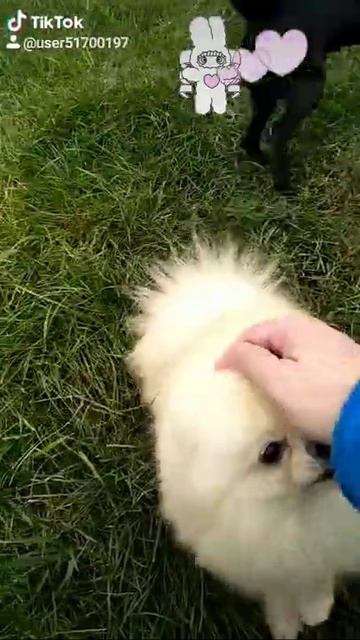 Кремовый кобель померанский шпиц открыт для вязки 89261148915