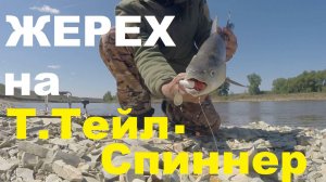 Жерех на Т.Тейл-спиннер.