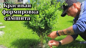 Даже не ожидал, что настолько будет круто! Сформировал самшит деревом