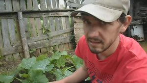 КАК ПРАВИЛЬНО ПОДКАРМЛИВАТЬ И ПОЛИВАТЬ КАБАЧКИ. ПРАКТИЧЕСКИЕ СОВЕТЫ