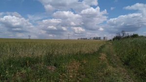 Возвращение цикад.