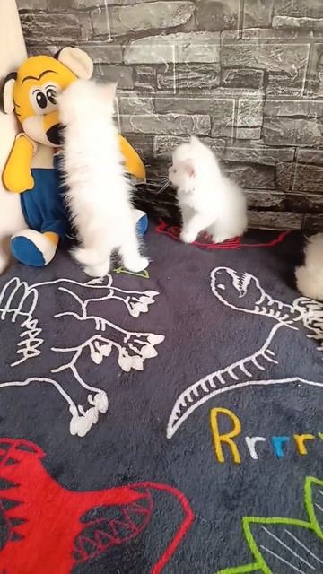 #шпиц. #кошки . Доброе утро от наших маленьких деток🥰❤ смотреть онлайн