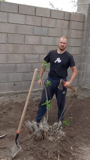 Выкорчевка пня инжира