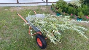 Ива Хакуро Нишике - обрезка и черенкование