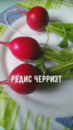 Идеальный редис Черриэт