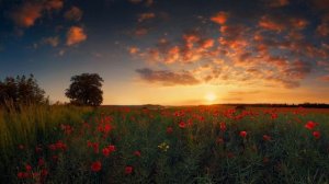 Майк Науменко: песня "Лето"(песня для Цоя)