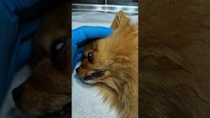 Как стерилизуют собак Шпиц Ириска приехала на операцию по стерилизации #zoovetdoctor #ушаковдмитрий