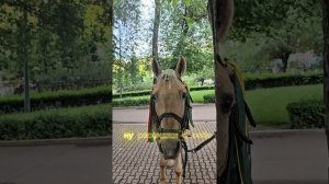 Эти красавцы из парка Горького явно знали, что их снимали😍.Они позировали,кокетничали…