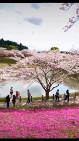 Dreamy Sakura Lo-Fi | Soulful Beats #lofi #beatstostudy #lofibeats