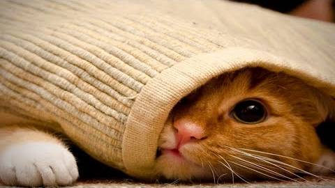 ПРИКОЛЫ С ЖИВОТНЫМИ ДО СЛЕЗ #40 Смешные КОТЫ И СОБАКИ  Приколы