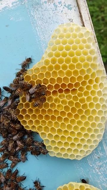 Пчёлы работяги смотреть онлайн