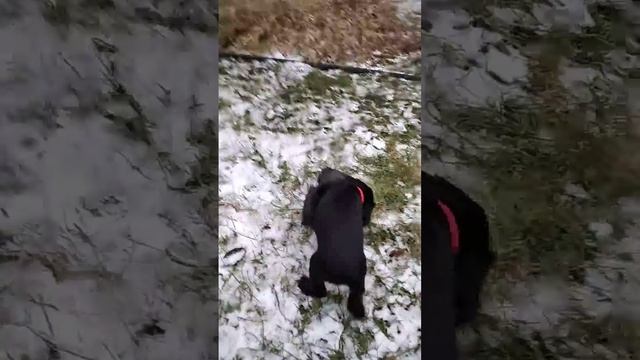 Собака осваивает ботинок. смотреть онлайн