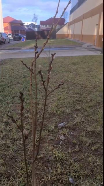 Сахалинская погода думает что наступил апрель