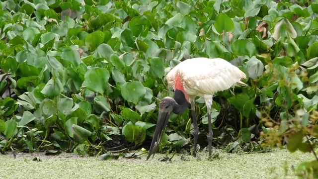 Бразилия смотреть онлайн