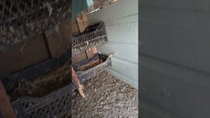 майский обзор голубей