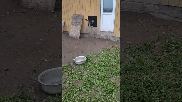 Доброе утро с гусями🪿 курочками 🐔 петухами🐓 кошечкой Лапой 🌞