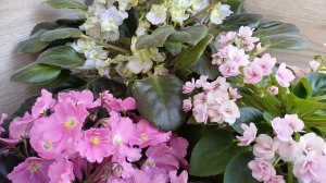 Обзор моих цветущих фиалочек🌸🌸🌸