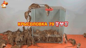 Крысоловка вариант (79) 🐀 Как сделать крысоловку своими руками и поймать кучу крыс 🐀🐁🐀
