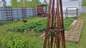 Мечта, которая может сбыться. Хвойные. Обзор и обработка. Дождь ☔️