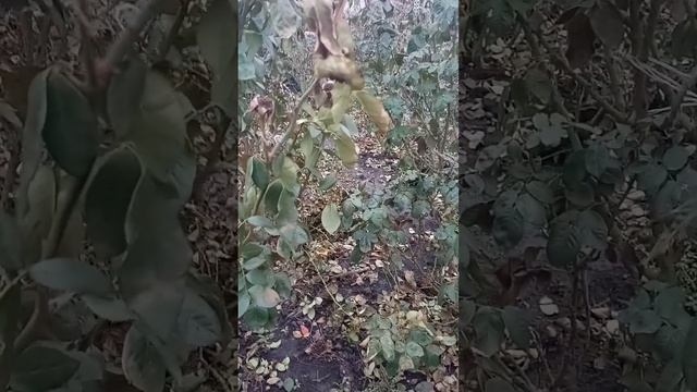 Как ето все происходило?Создание розарий