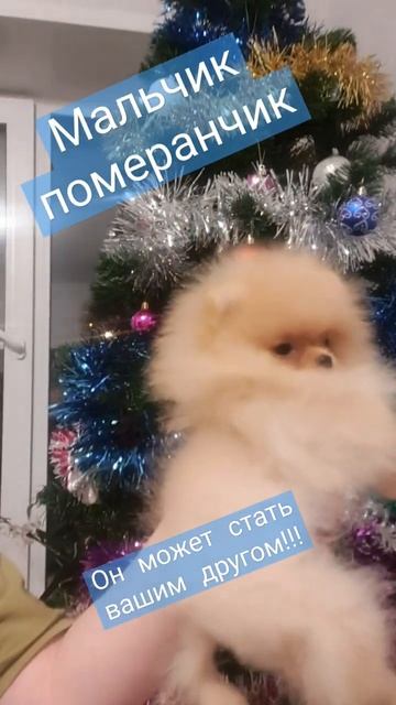 Померанский шпиц #померанец #пом #шпиц #шпицуля #шпицмишка #щенок #щенокшпица #малыш #питомцы