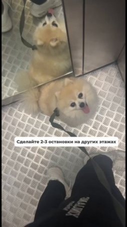 Одно действие, чтобы ваша собака не вылетала из лифта на первом этаже ☝️