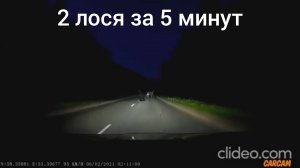 Два лося за 5 минут ночью на трассе